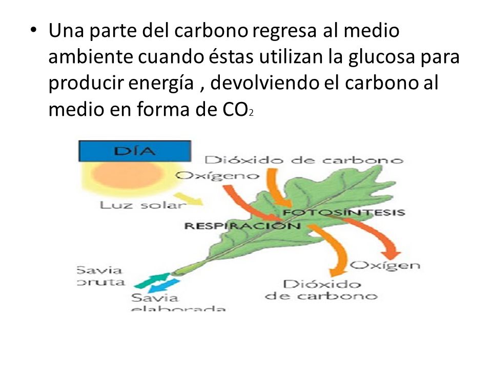 Una parte del carbono regresa al medio ambiente cuando éstas utilizan la glucosa para producir energía , devolviendo el carbono al medio en forma de CO2