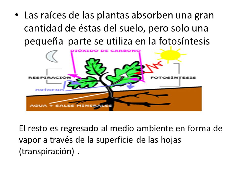 Las raíces de las plantas absorben una gran cantidad de éstas del suelo, pero solo una pequeña parte se utiliza en la fotosíntesis