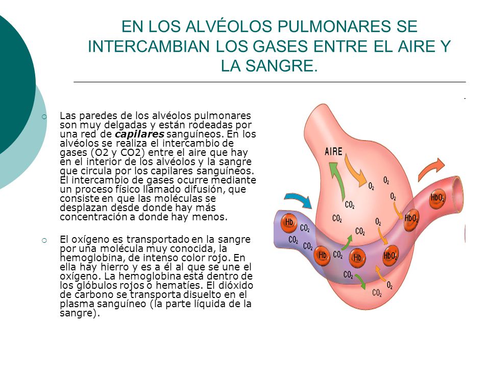 EN LOS ALVÉOLOS PULMONARES SE INTERCAMBIAN LOS GASES ENTRE EL AIRE Y LA SANGRE.