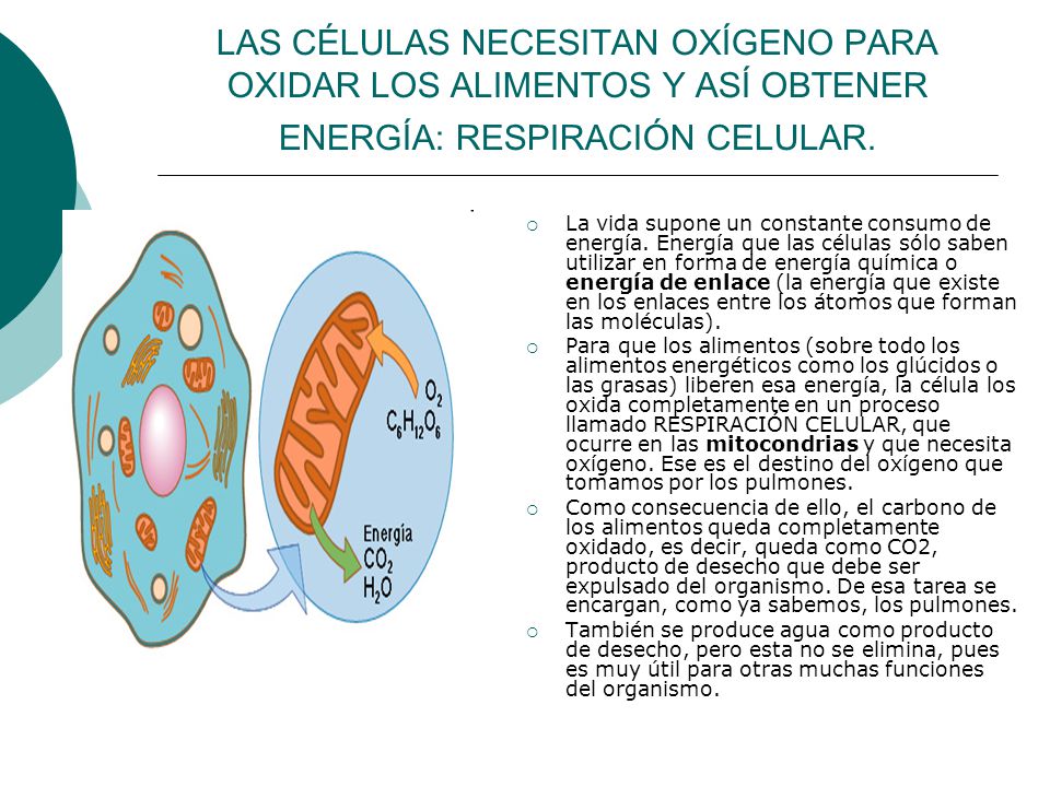 LAS CÉLULAS NECESITAN OXÍGENO PARA OXIDAR LOS ALIMENTOS Y ASÍ OBTENER ENERGÍA: RESPIRACIÓN CELULAR.