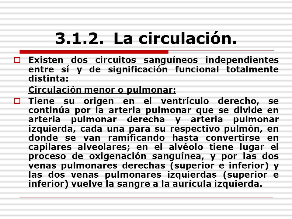 La circulación. Existen dos circuitos sanguíneos independientes entre sí y de significación funcional totalmente distinta: