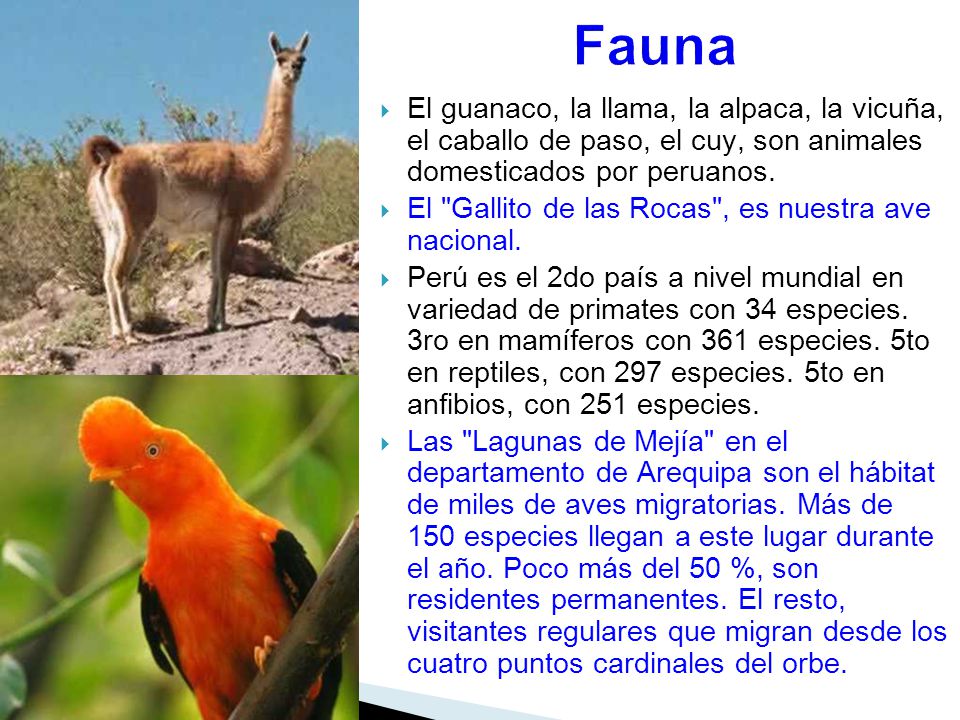 Fauna El guanaco, la llama, la alpaca, la vicuña, el caballo de paso, el cuy, son animales domesticados por peruanos.