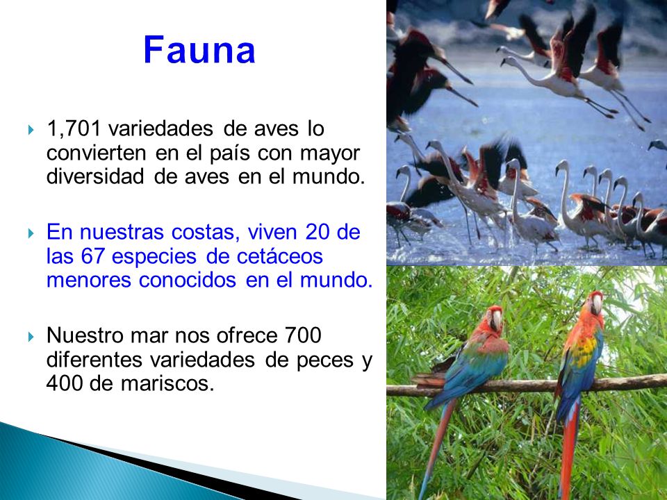 Fauna 1,701 variedades de aves lo convierten en el país con mayor diversidad de aves en el mundo.