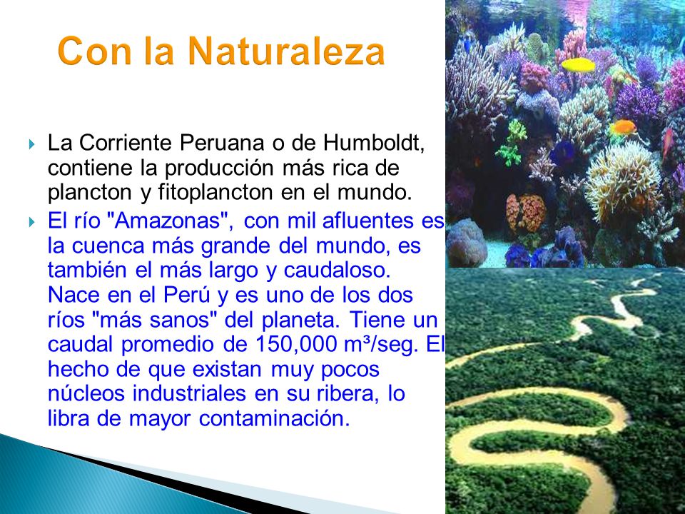 Con la Naturaleza La Corriente Peruana o de Humboldt, contiene la producción más rica de plancton y fitoplancton en el mundo.
