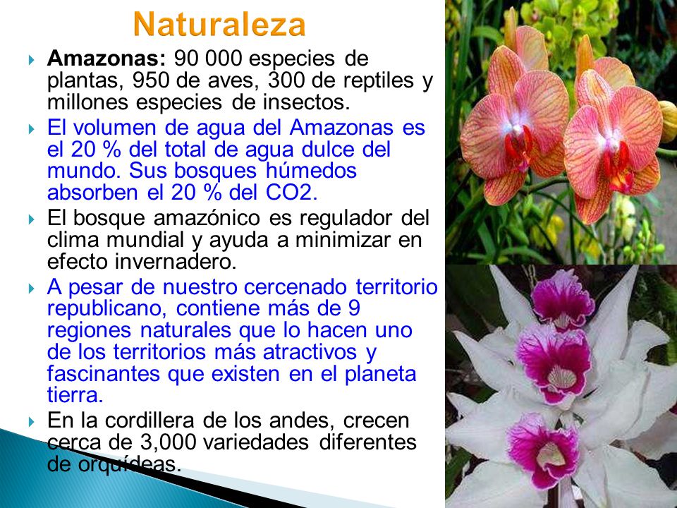 Naturaleza Amazonas: especies de plantas, 950 de aves, 300 de reptiles y millones especies de insectos.