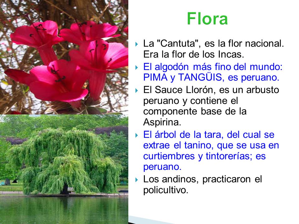 Flora La Cantuta , es la flor nacional. Era la flor de los Incas.