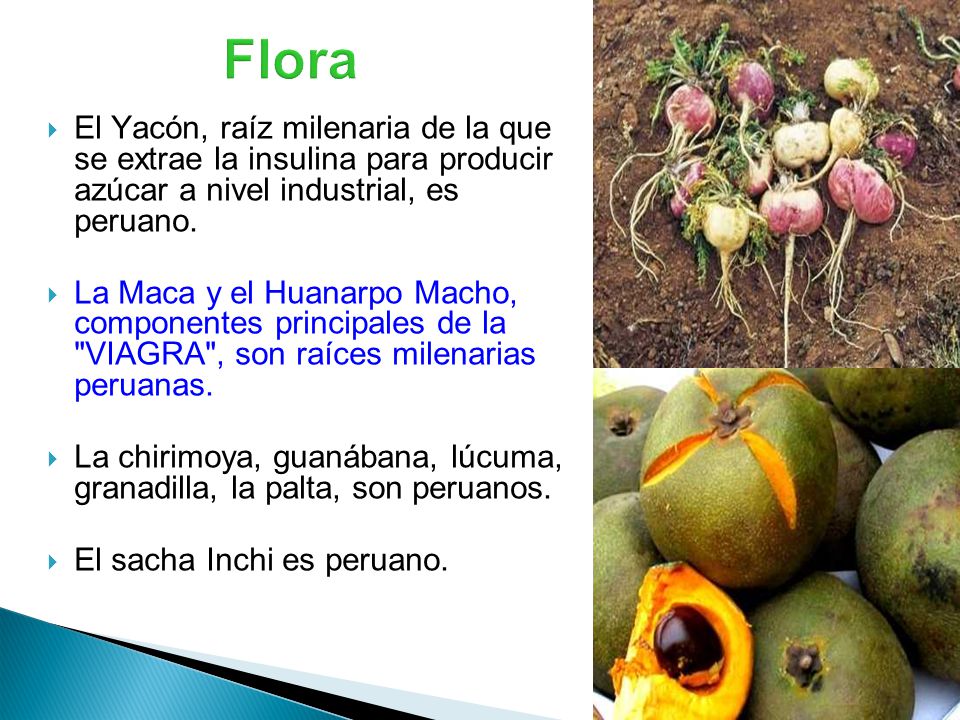 Flora El Yacón, raíz milenaria de la que se extrae la insulina para producir azúcar a nivel industrial, es peruano.
