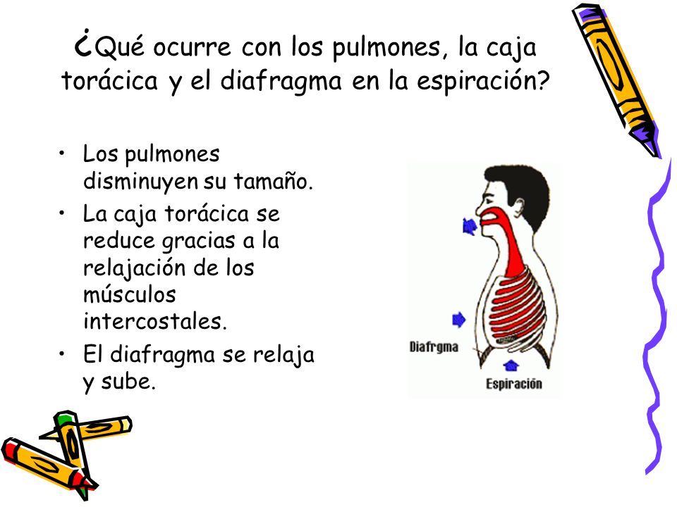 ¿Qué ocurre con los pulmones, la caja torácica y el diafragma en la espiración