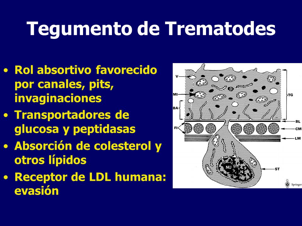 Tegumento de Trematodes
