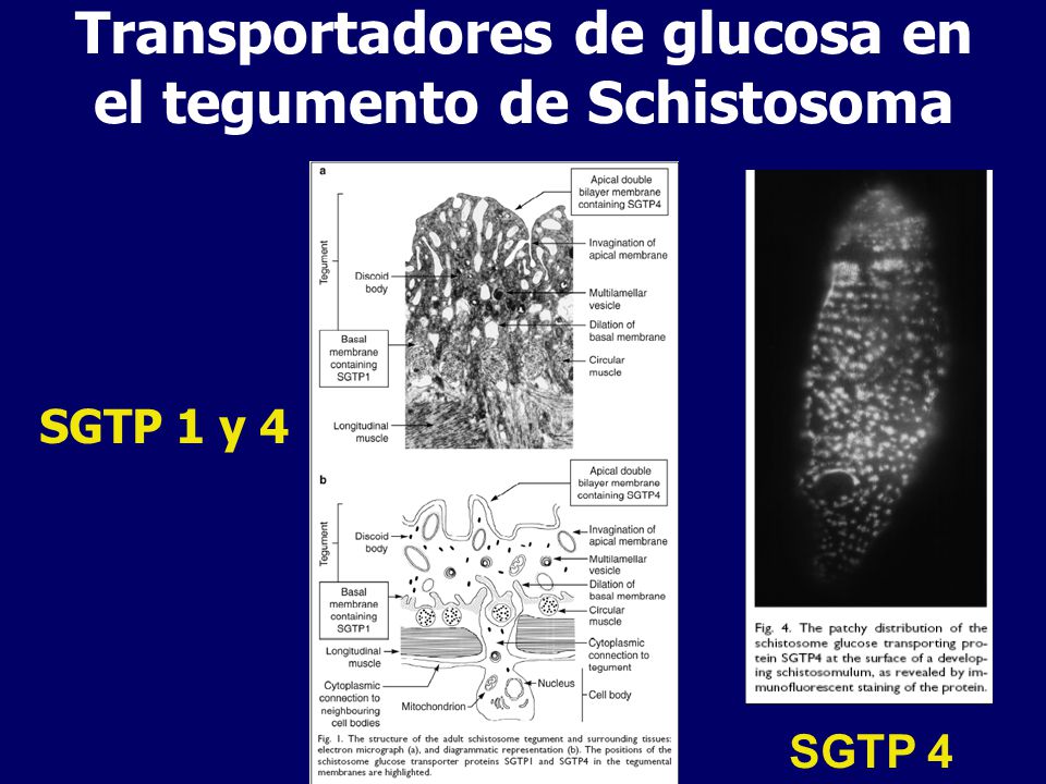 Transportadores de glucosa en el tegumento de Schistosoma