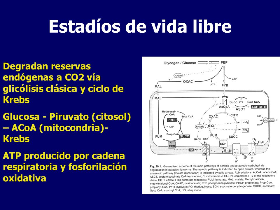 Estadíos de vida libre Degradan reservas endógenas a CO2 vía glicólisis clásica y ciclo de Krebs.