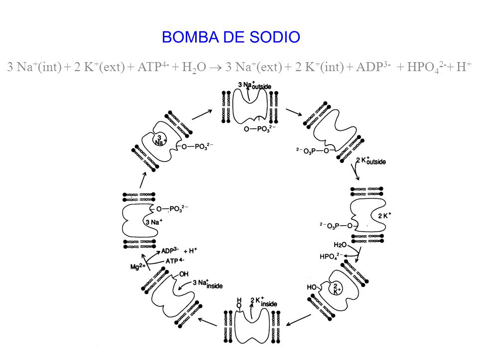 BOMBA DE SODIO 3 Na+(int) + 2 K+(ext) + ATP4- + H2O  3 Na+(ext) + 2 K+(int) + ADP3- + HPO42-+ H+