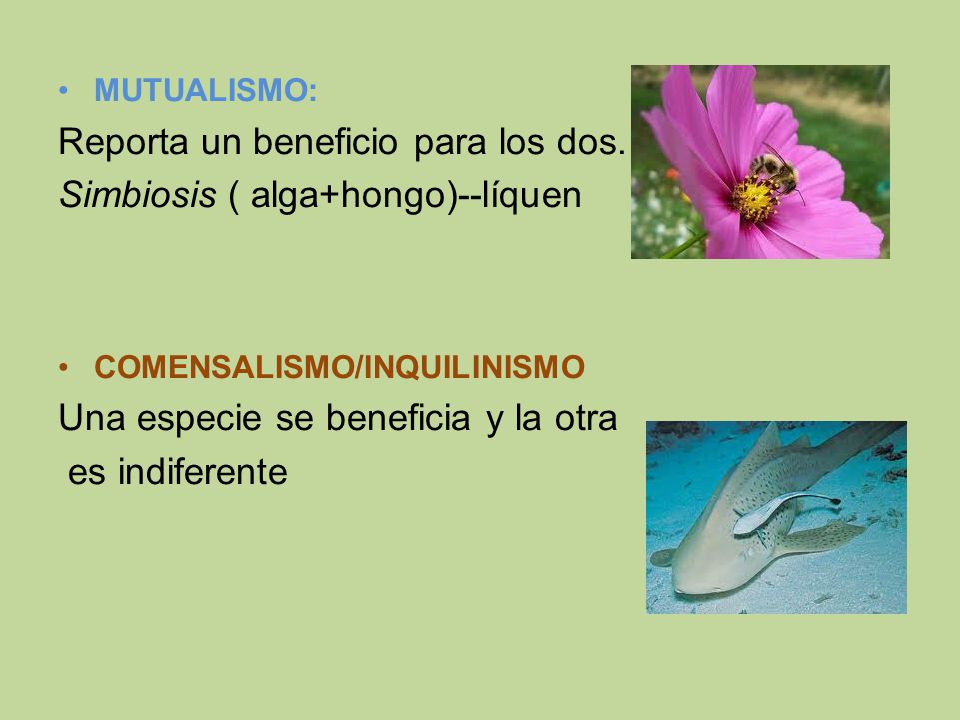 Reporta un beneficio para los dos. Simbiosis ( alga+hongo)--líquen