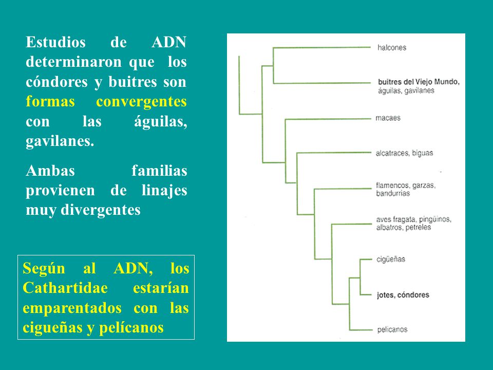Estudios de ADN determinaron que los cóndores y buitres son formas convergentes con las águilas, gavilanes.