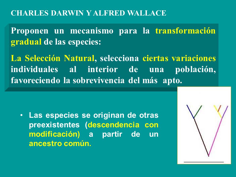 Proponen un mecanismo para la transformación gradual de las especies: