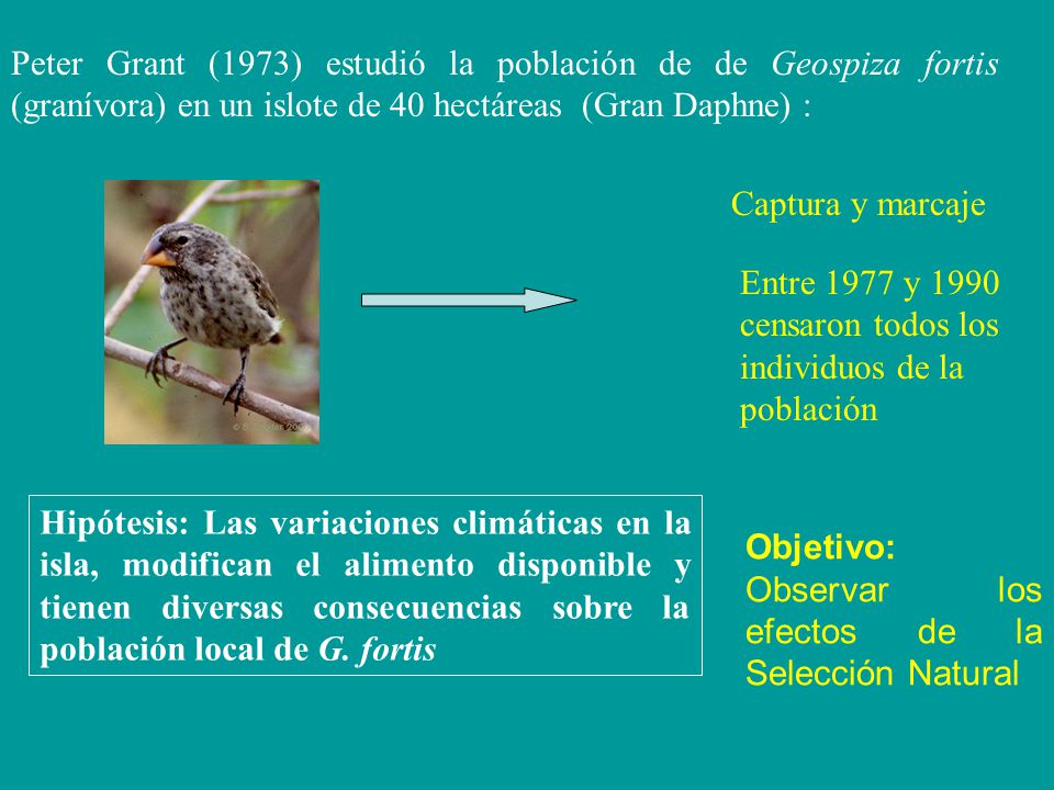 Peter Grant (1973) estudió la población de de Geospiza fortis (granívora) en un islote de 40 hectáreas (Gran Daphne) :
