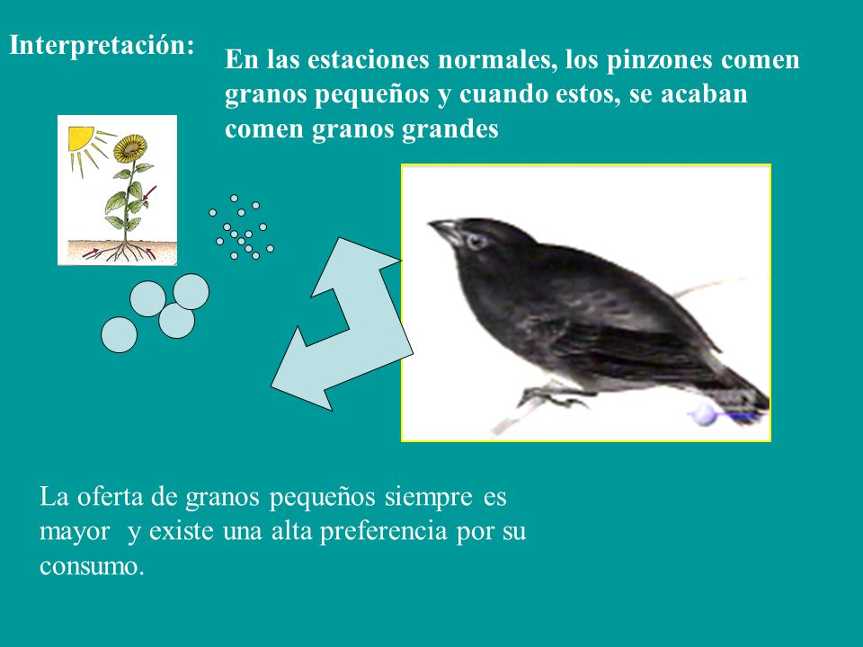 Interpretación: En las estaciones normales, los pinzones comen granos pequeños y cuando estos, se acaban comen granos grandes.
