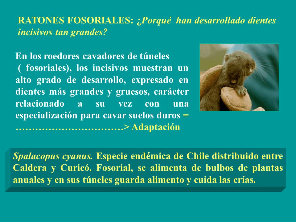 RATONES FOSORIALES: ¿Porqué han desarrollado dientes incisivos tan grandes
