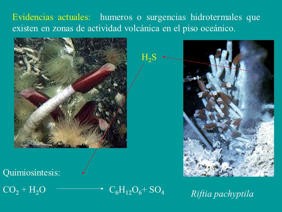Evidencias actuales: humeros o surgencias hidrotermales que existen en zonas de actividad volcánica en el piso oceánico.