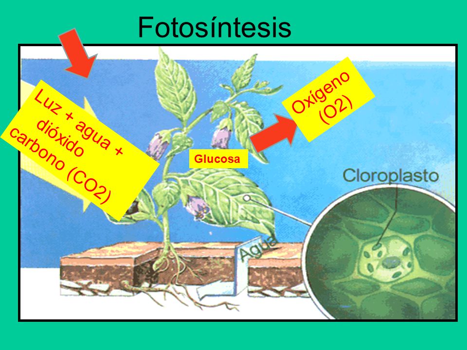Fotosíntesis Oxígeno (O2) Luz + agua + dióxido carbono (CO2) Glucosa
