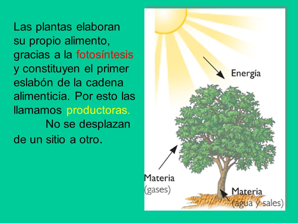 Las plantas elaboran su propio alimento, gracias a la fotosíntesis y constituyen el primer eslabón de la cadena alimenticia. Por esto las llamamos productoras.