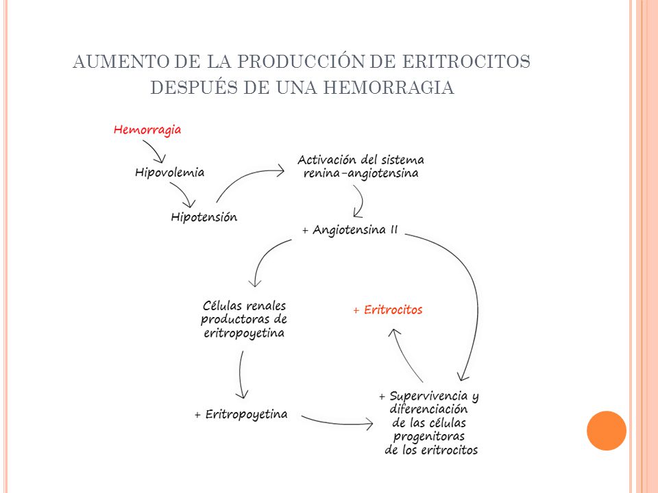 aumento de la producción de eritrocitos después de una hemorragia