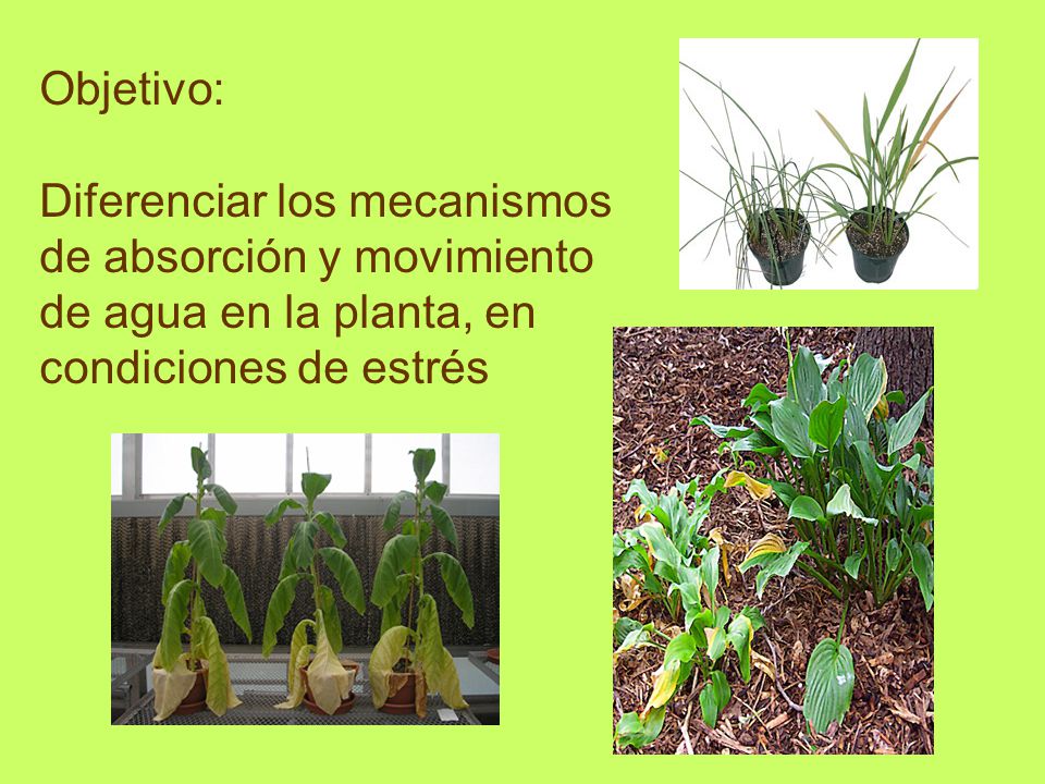Objetivo: Diferenciar los mecanismos de absorción y movimiento de agua en la planta, en condiciones de estrés.