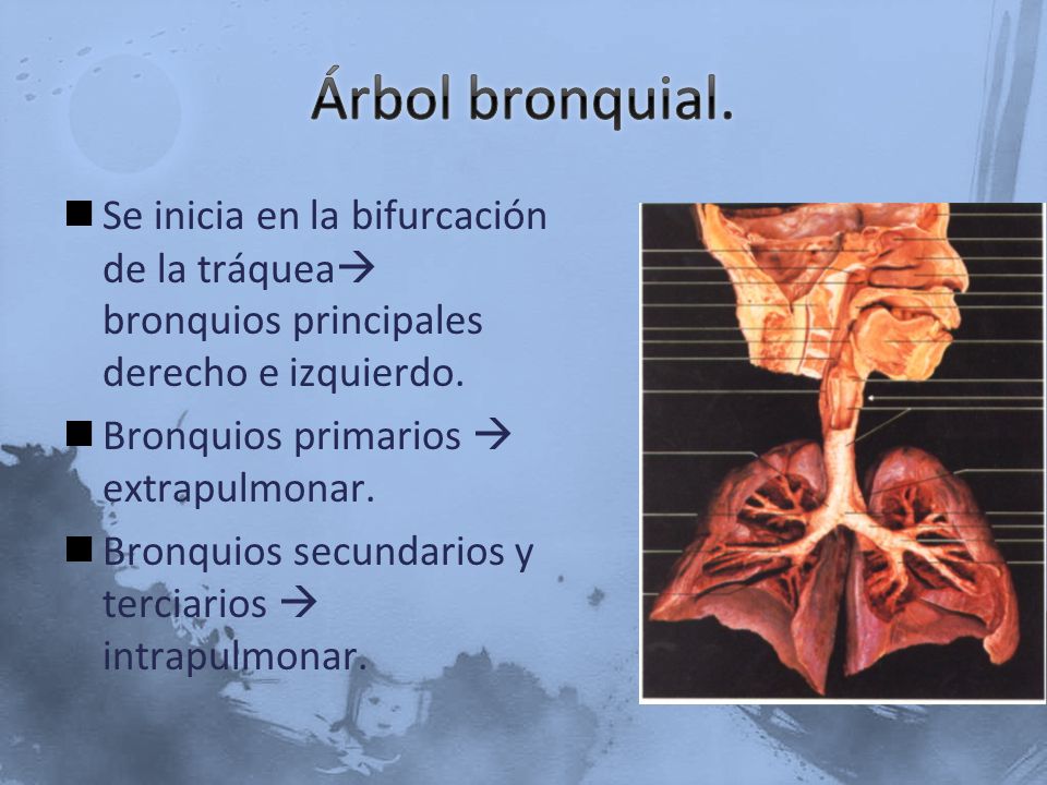 Árbol bronquial. Se inicia en la bifurcación de la tráquea bronquios principales derecho e izquierdo.