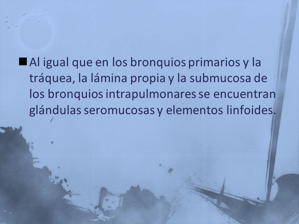 Al igual que en los bronquios primarios y la tráquea, la lámina propia y la submucosa de los bronquios intrapulmonares se encuentran glándulas seromucosas y elementos linfoides.