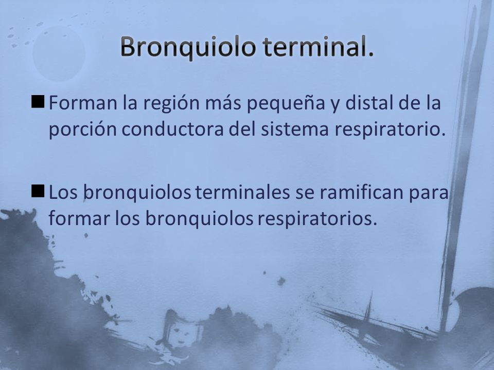 Bronquiolo terminal. Forman la región más pequeña y distal de la porción conductora del sistema respiratorio.