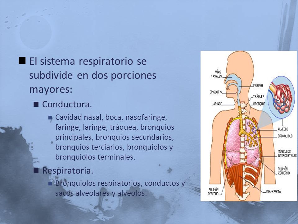 El sistema respiratorio se subdivide en dos porciones mayores: