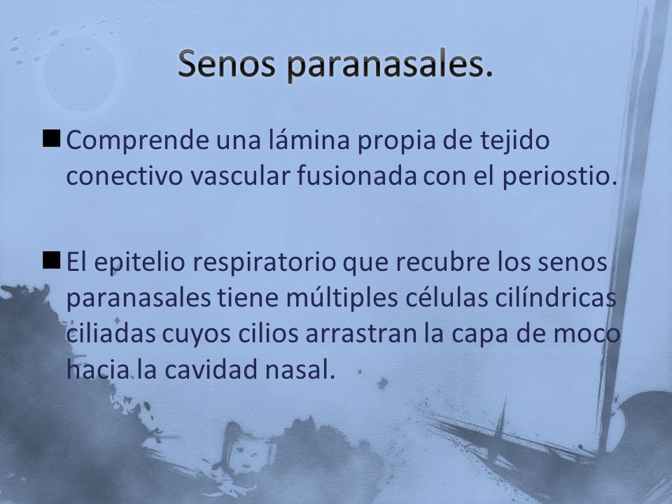 Senos paranasales. Comprende una lámina propia de tejido conectivo vascular fusionada con el periostio.