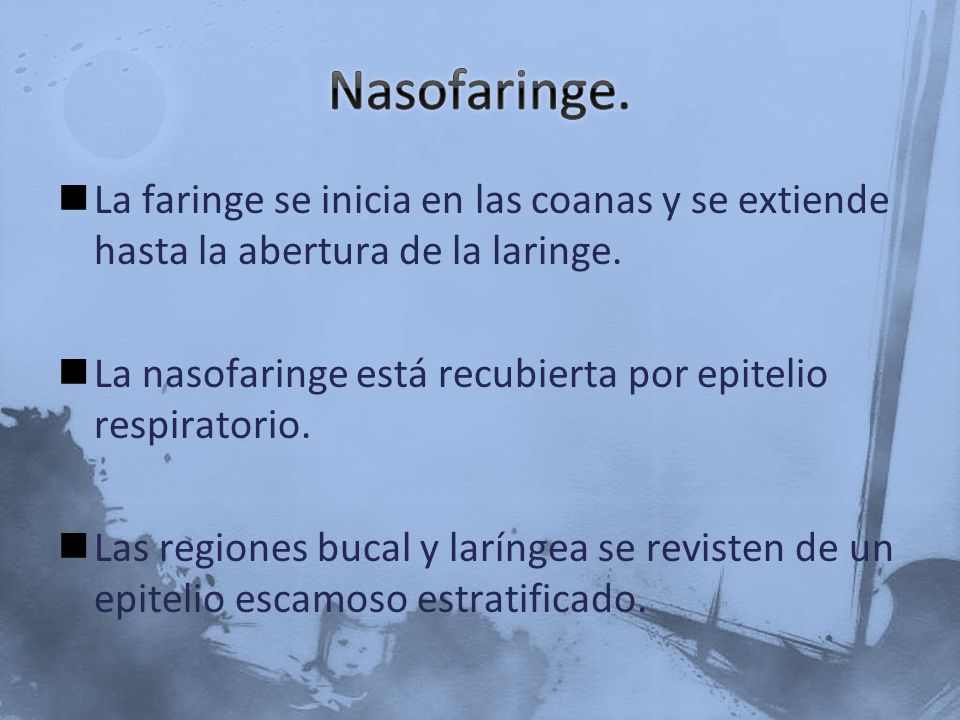 Nasofaringe. La faringe se inicia en las coanas y se extiende hasta la abertura de la laringe.
