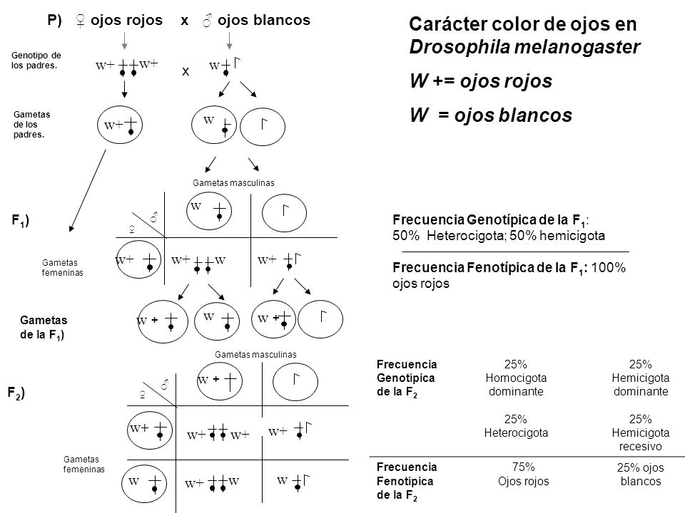 Carácter color de ojos en Drosophila melanogaster W += ojos rojos