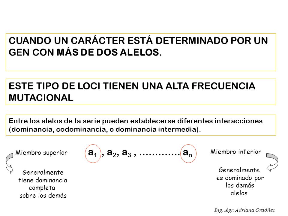 SERIES ALÉLICAS CUANDO UN CARÁCTER ESTÁ DETERMINADO POR UN GEN CON MÁS DE DOS ALELOS. ESTE TIPO DE LOCI TIENEN UNA ALTA FRECUENCIA MUTACIONAL.