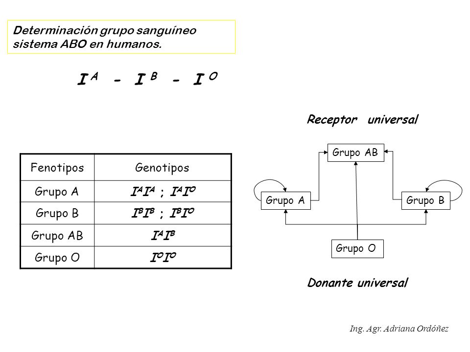 I A - I B - I O Determinación grupo sanguíneo sistema ABO en humanos.