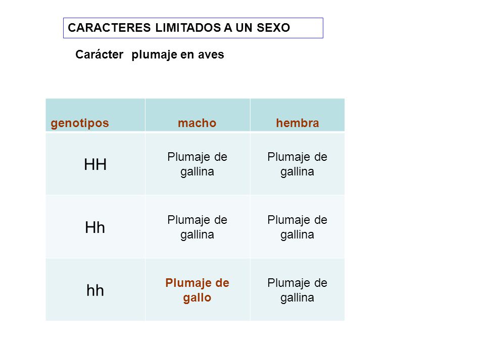HH Hh hh CARACTERES LIMITADOS A UN SEXO Carácter plumaje en aves