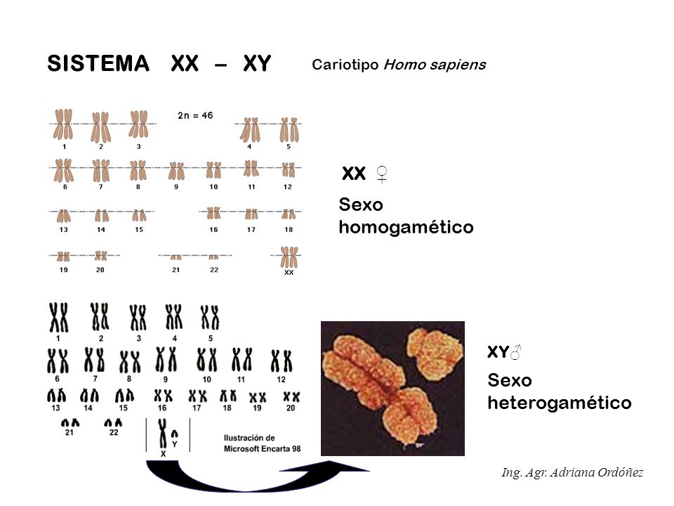 SISTEMA XX – XY XX ♀ Sexo homogamético Sexo heterogamético XY♂