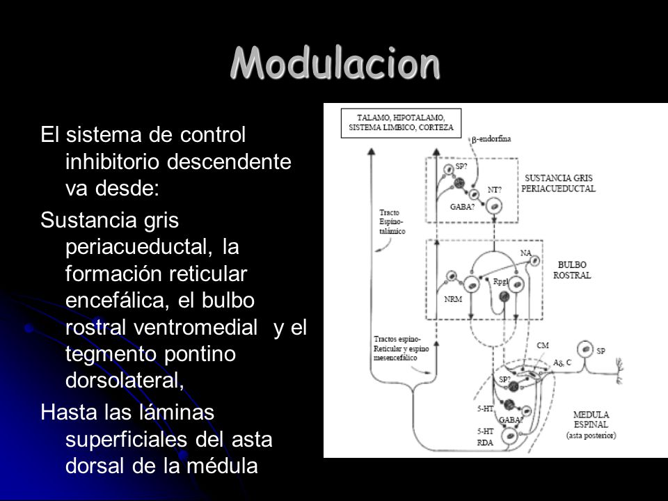 Modulacion El sistema de control inhibitorio descendente va desde: