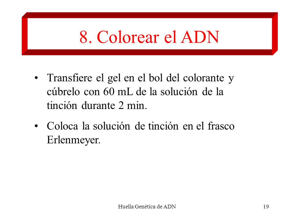 8. Colorear el ADN Transfiere el gel en el bol del colorante y cúbrelo con 60 mL de la solución de la tinción durante 2 min.