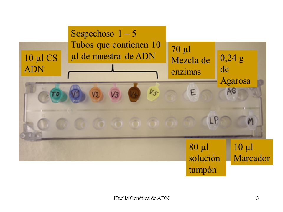 Tubos que contienen 10 µl de muestra de ADN 70 µl Mezcla de enzimas