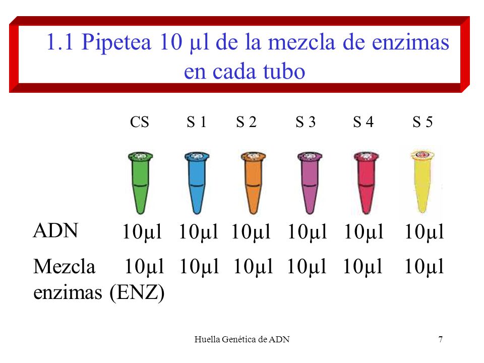 1.1 Pipetea 10 µl de la mezcla de enzimas en cada tubo