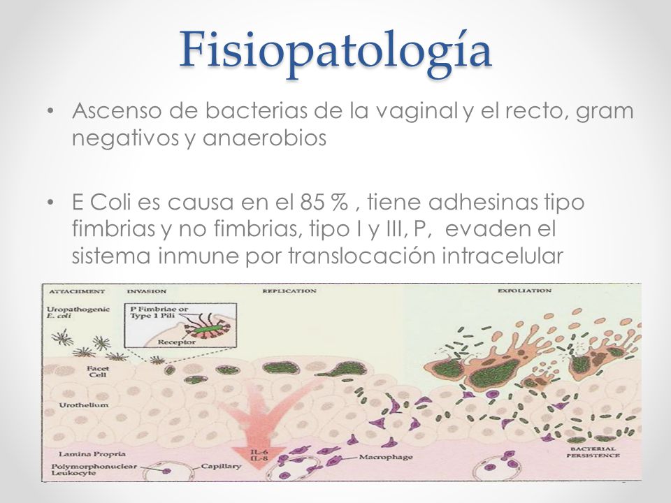Fisiopatología Ascenso de bacterias de la vaginal y el recto, gram negativos y anaerobios.