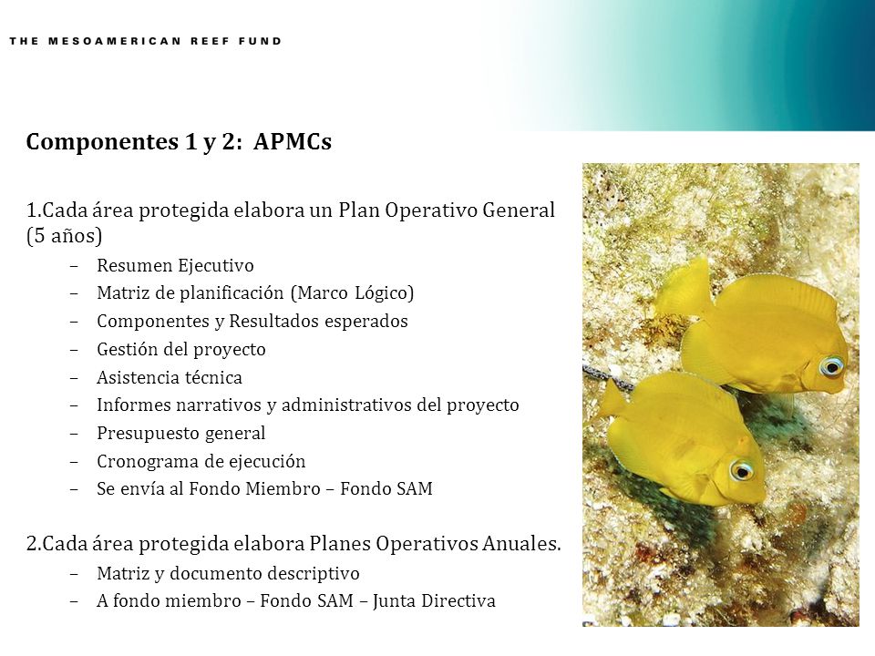 Componentes 1 y 2: APMCs Cada área protegida elabora un Plan Operativo General (5 años) Resumen Ejecutivo.