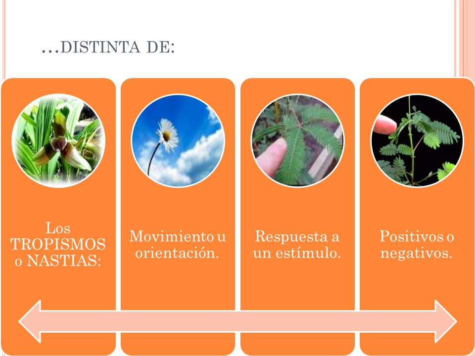 …distinta de: Los TROPISMOS o NASTIAS: Movimiento u orientación. Respuesta a un estímulo. Positivos o negativos.