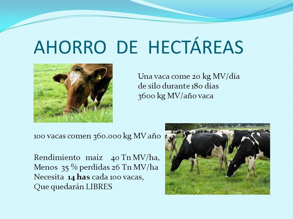 AHORRO DE HECTÁREAS Una vaca come 20 kg MV/día de silo durante 180 días 3600 kg MV/año vaca. 100 vacas comen kg MV año.