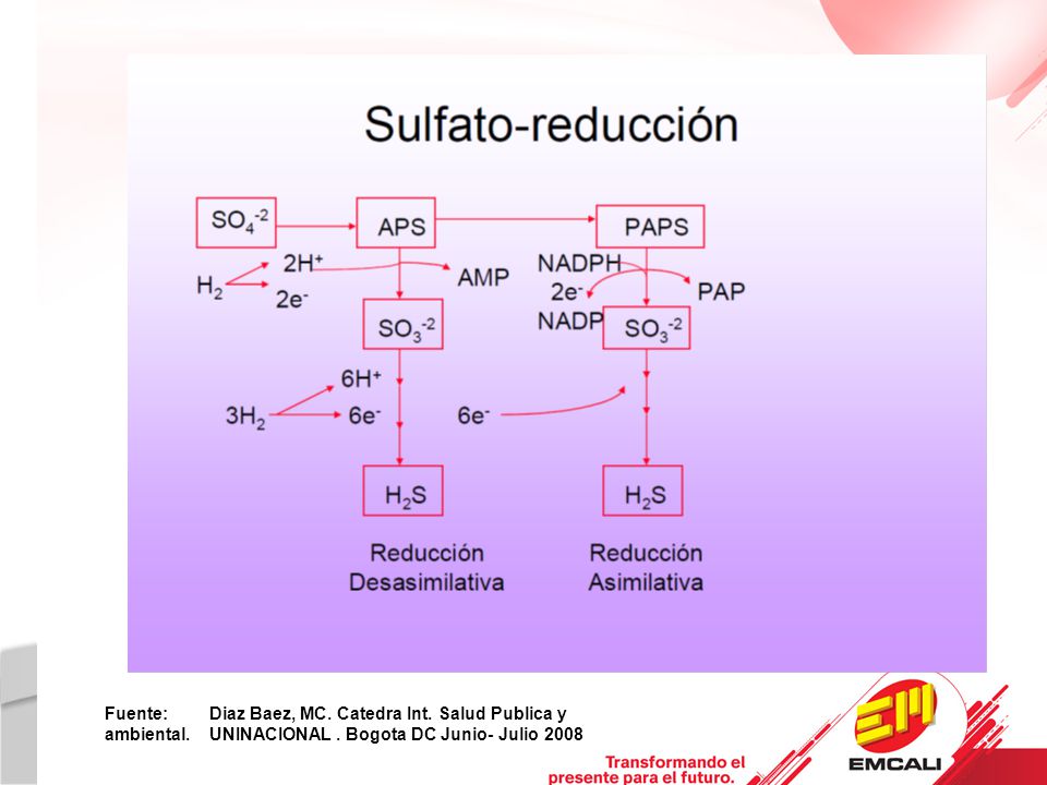 Fuente:. Diaz Baez, MC. Catedra Int. Salud Publica y ambiental