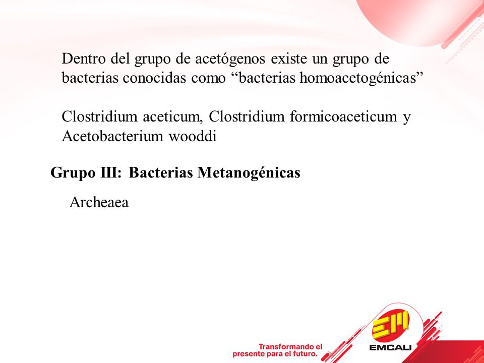 Dentro del grupo de acetógenos existe un grupo de bacterias conocidas como bacterias homoacetogénicas