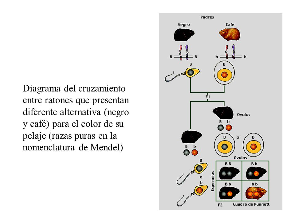 Diagrama del cruzamiento entre ratones que presentan diferente alternativa (negro y café) para el color de su pelaje (razas puras en la nomenclatura de Mendel)