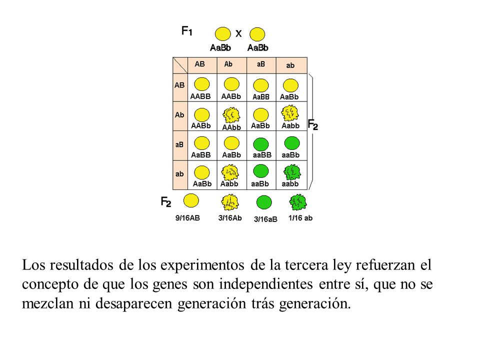 Los resultados de los experimentos de la tercera ley refuerzan el concepto de que los genes son independientes entre sí, que no se mezclan ni desaparecen generación trás generación.